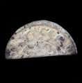 Richard I or John Cut Short Cross Halfpenny