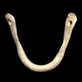 Shackle