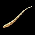 Cosmetic Spoon