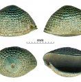 Thimble